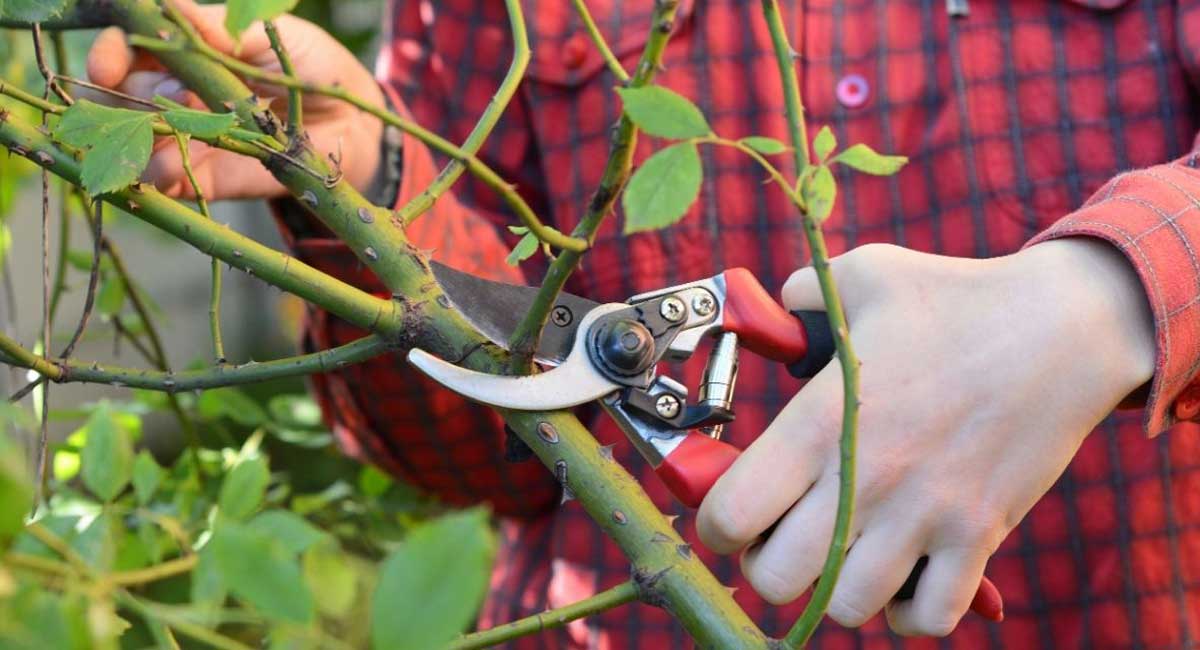 A Guide to Buying the Best Garden Scissors