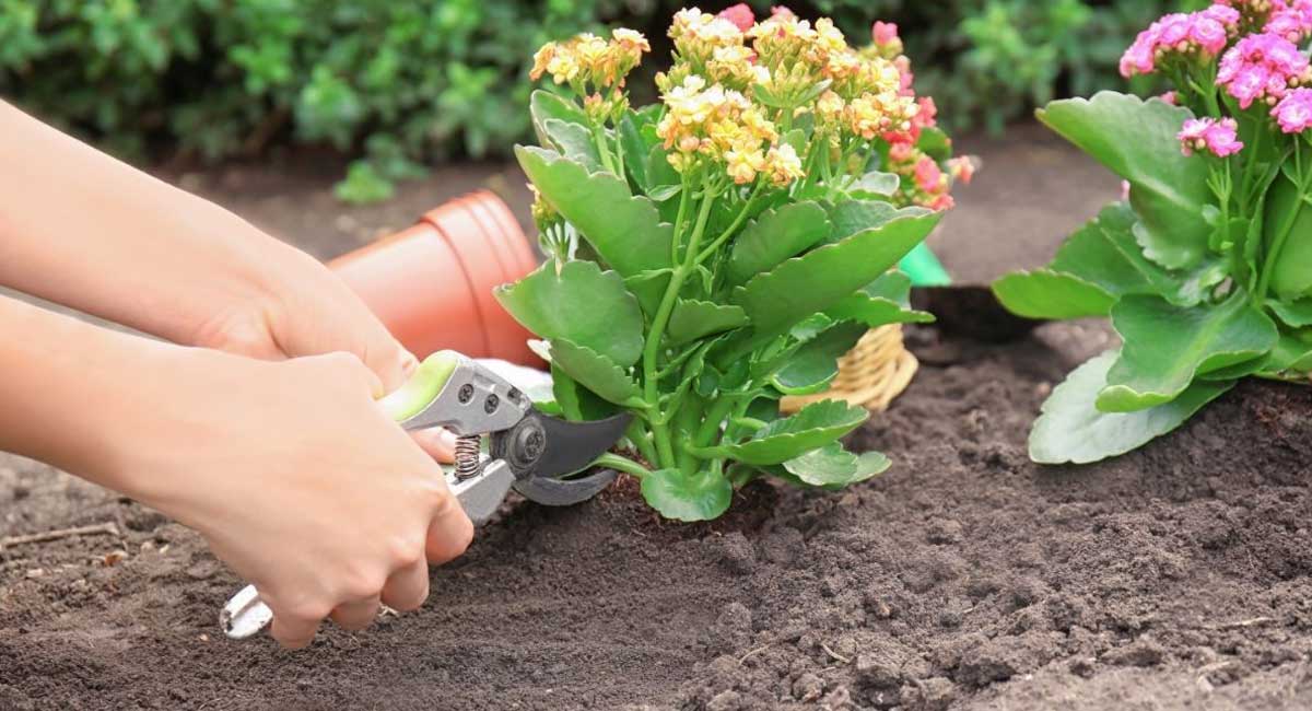 Gardening Tips and Tricks
